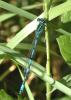 Coenagrion mercuriale